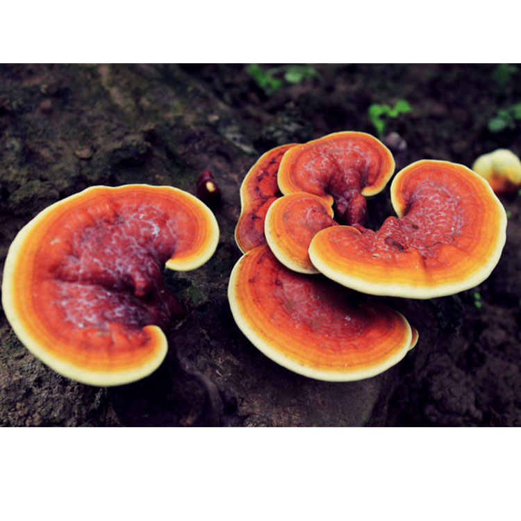 Certified Ganoderma Lucidum Extract